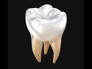 human molar tooth 3D Model