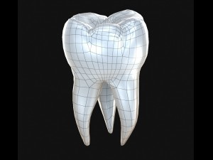 human molar tooth 3D Model