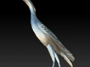 cigogne oiseau Modèle 3D
