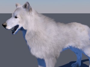 white wolf fur rigged 3D मॉडल