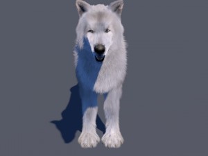 white wolf fur rigged 3D Model
