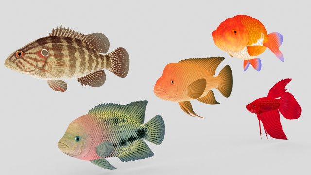 fish collection 01 ar-vr Model 3D .c4d .max .obj .3ds .fbx .stl .blend 