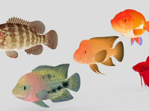 fish collection 01 ar-vr 3D मॉडल