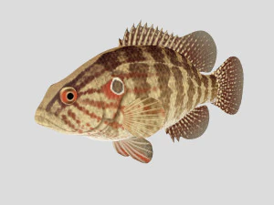 fish collection 01 ar-vr 3D Model
