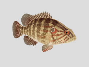 fish collection 01 ar-vr Model 3D