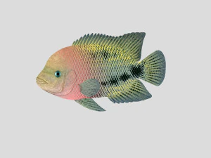 fish collection 01 ar-vr 3D Model