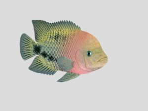 fish collection 01 ar-vr Model 3D