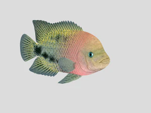 fish collection 01 ar-vr 3D Model