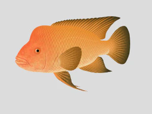 fish collection 01 ar-vr 3D Model