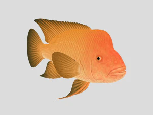 fish collection 01 ar-vr 3D Model
