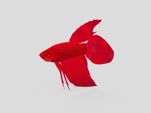 fish collection 01 ar-vr Model 3D