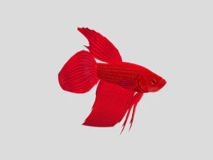 fish collection 01 ar-vr 3D Model