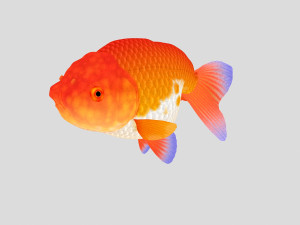 fish collection 01 ar-vr Model 3D