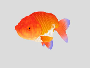fish collection 01 ar-vr 3D Model