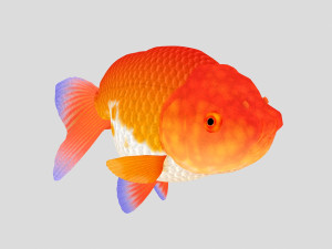 fish collection 01 ar-vr Model 3D