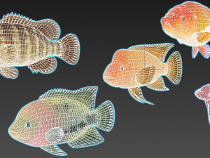 fish collection 01 ar-vr Model 3D