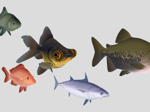 fish collection 02 ar-vr 3D Model