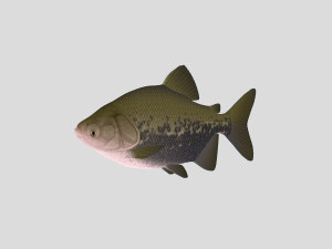 fish collection 02 ar-vr 3D Model