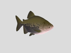 fish collection 02 ar-vr 3D Model