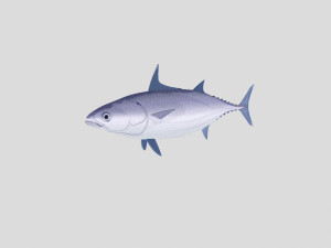 fish collection 02 ar-vr 3D Model