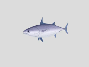 fish collection 02 ar-vr 3D Model