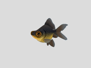 fish collection 02 ar-vr 3D Model