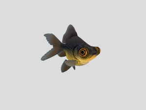 fish collection 02 ar-vr 3D Model