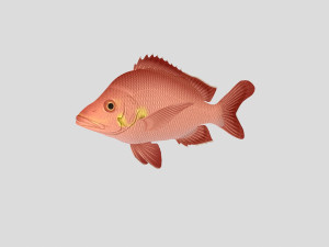 fish collection 02 ar-vr 3D Model