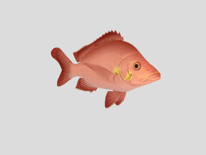 fish collection 02 ar-vr 3D Model