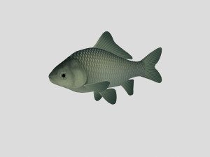 fish collection 02 ar-vr 3D Model