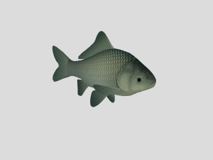 fish collection 02 ar-vr 3D Model