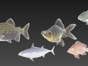 fish collection 02 ar-vr 3D Model