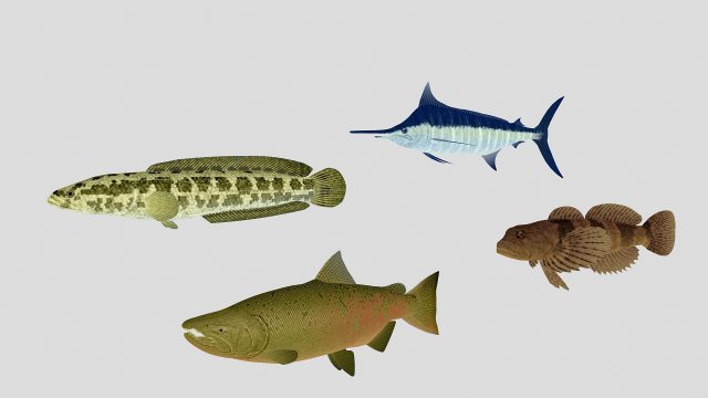 fish collection 03 ar-vr 3D Model .c4d .max .obj .3ds .fbx .stl .blend