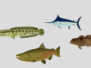 fish collection 03 ar-vr 3D मॉडल