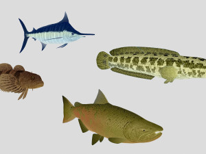 fish collection 03 ar-vr 3D Model