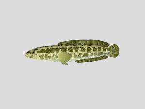 fish collection 03 ar-vr 3D Model