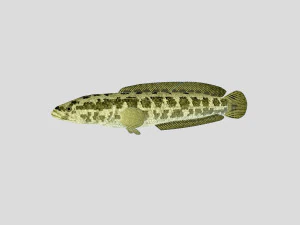 fish collection 03 ar-vr 3D Model