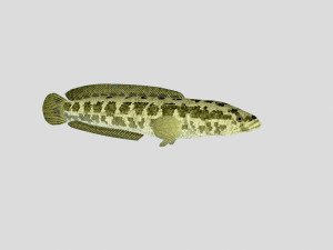 fish collection 03 ar-vr 3D Model