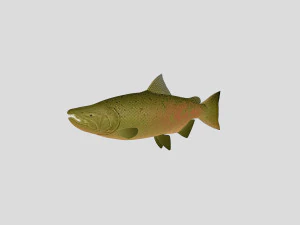 fish collection 03 ar-vr 3D Model