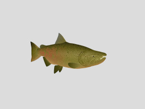 fish collection 03 ar-vr 3D Model