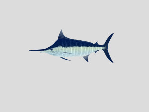 fish collection 03 ar-vr 3D Model