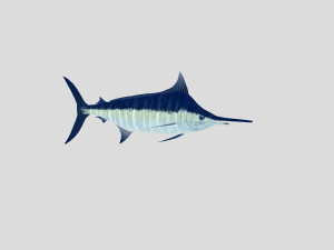 fish collection 03 ar-vr 3D Model