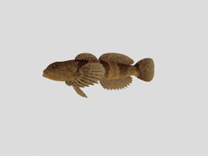 fish collection 03 ar-vr 3D Model