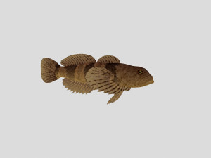 fish collection 03 ar-vr 3D Model