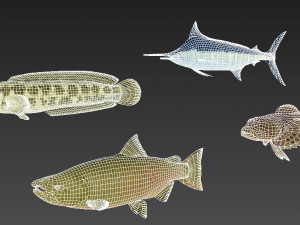 fish collection 03 ar-vr 3D Model