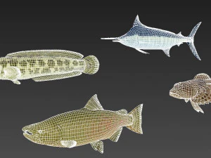 fish collection 03 ar-vr 3D Model