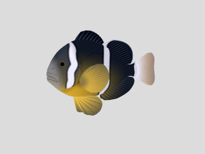 fish collection 04 ar-vr 3D Model
