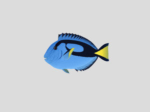 fish collection 04 ar-vr 3D Model