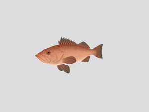 fish collection 04 ar-vr 3D Model