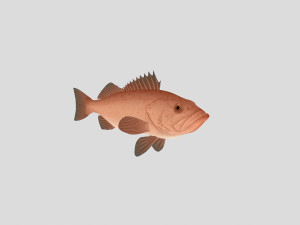 fish collection 04 ar-vr 3D Model